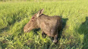 В Самарской области задержали браконьеров, которые отлавливали детенышей животных