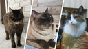 Киска «СуперСтар»: истории самых возрастных кошек Челябинска и много милых фото