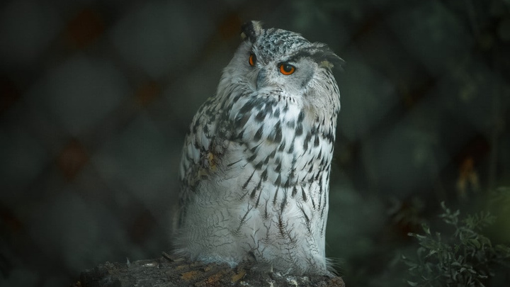 «Привет из Хогвартса»: челябинцев удивила сова в густонаселенном микрорайоне
