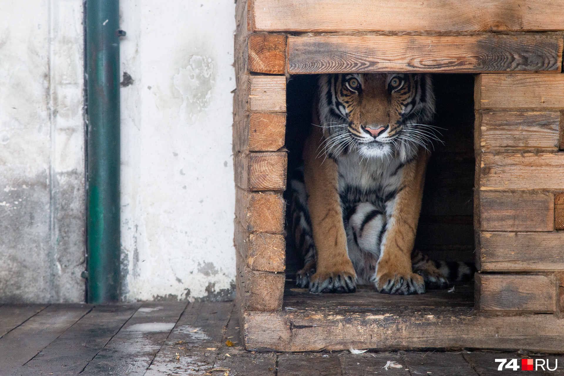 Скоро тигр сменит тесную клетку на просторный вольер в тайге