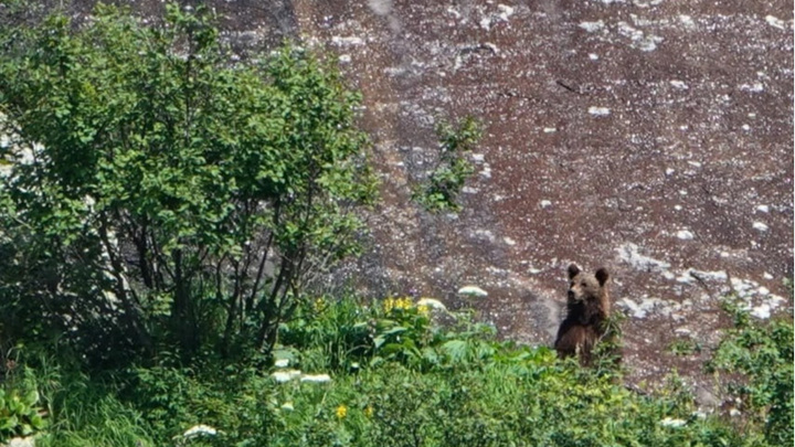 «На кой медведю понадобилось лезть на скалу?»: красноярка рассказала, как встретила медведя в парке «Ергаки»