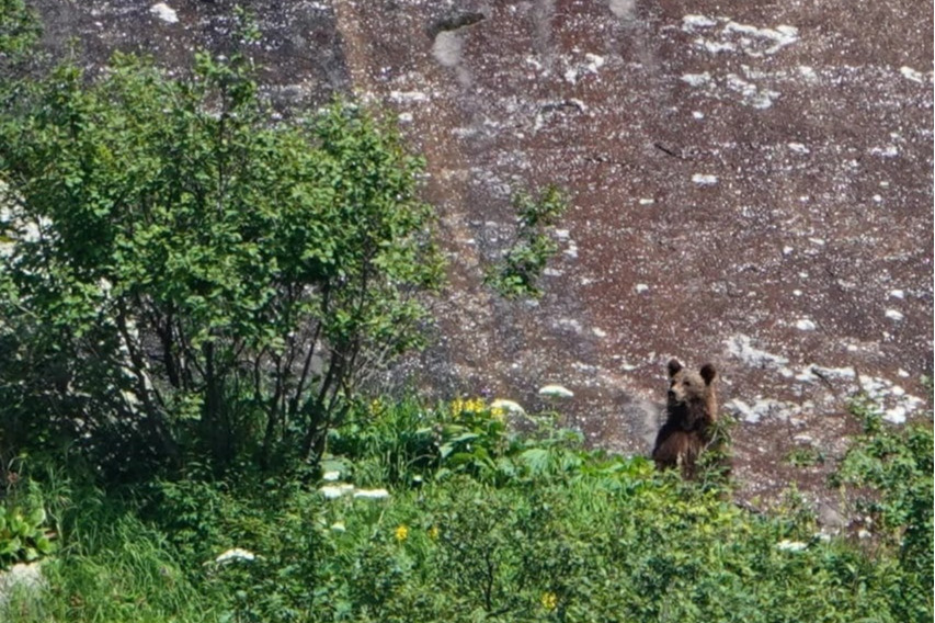 Медведь лез по скале навстречу туристам