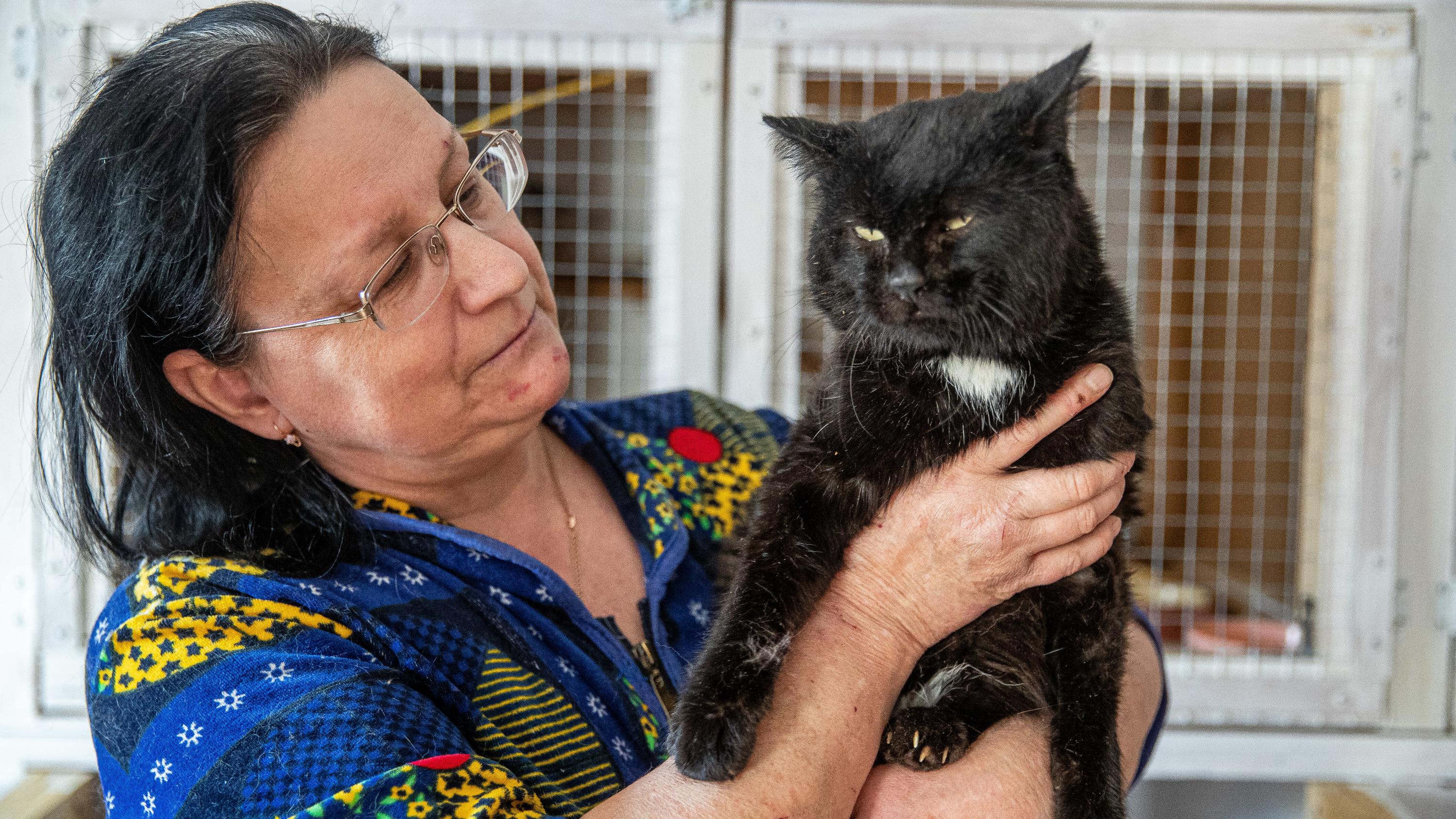 Приютила 108 котиков: психолог купила дом для бездомных животных