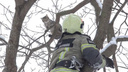 В Ростове спасателям пришлось cпилить ветку под застрявшим на дереве котиком. И тот полетел