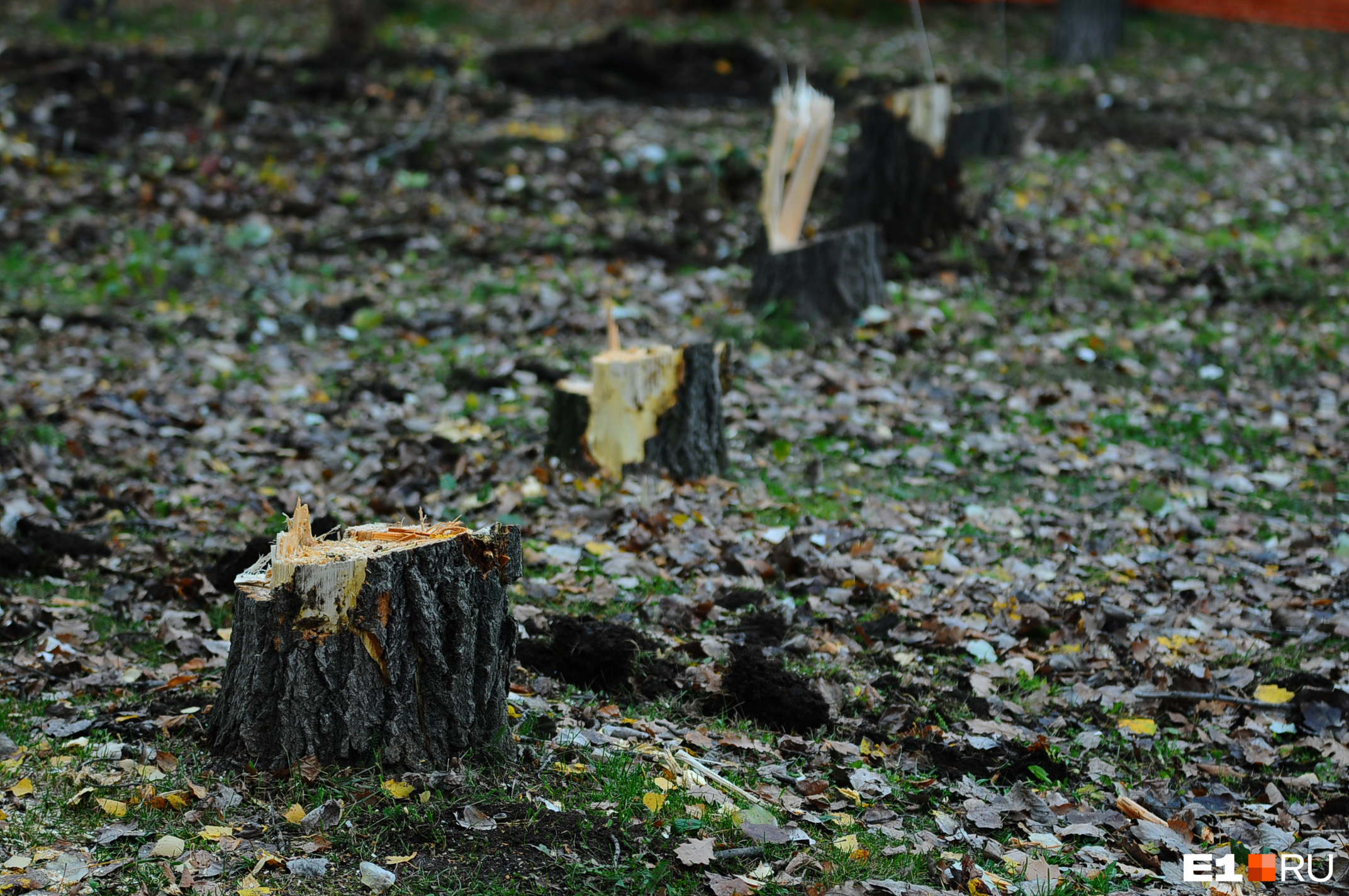 «Черные лесорубы» вырубили деревьев в Забайкалье на 34 миллиона рублей