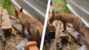 «Всех переполошила»: лиса забежала в строящееся здание ЖК Red Fox — видео со стройки