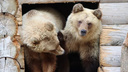 В челябинском зоопарке воссоединили сестер-медведиц, спасенных на горнолыжном курорте