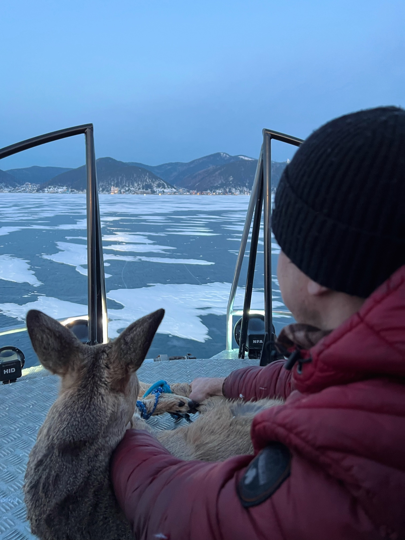 Очевидцы спасли косулю, застрявшую на льду Байкала в Листвянке