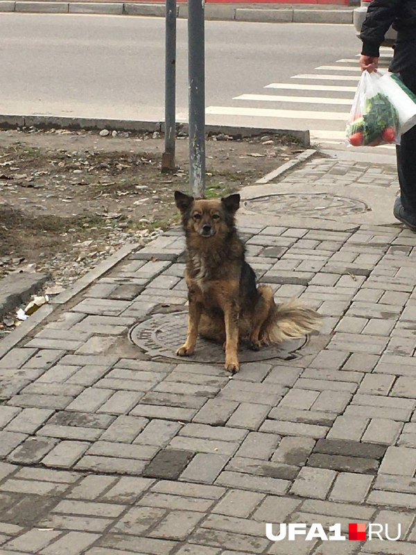 По словам Алексея, на улицах много собак
