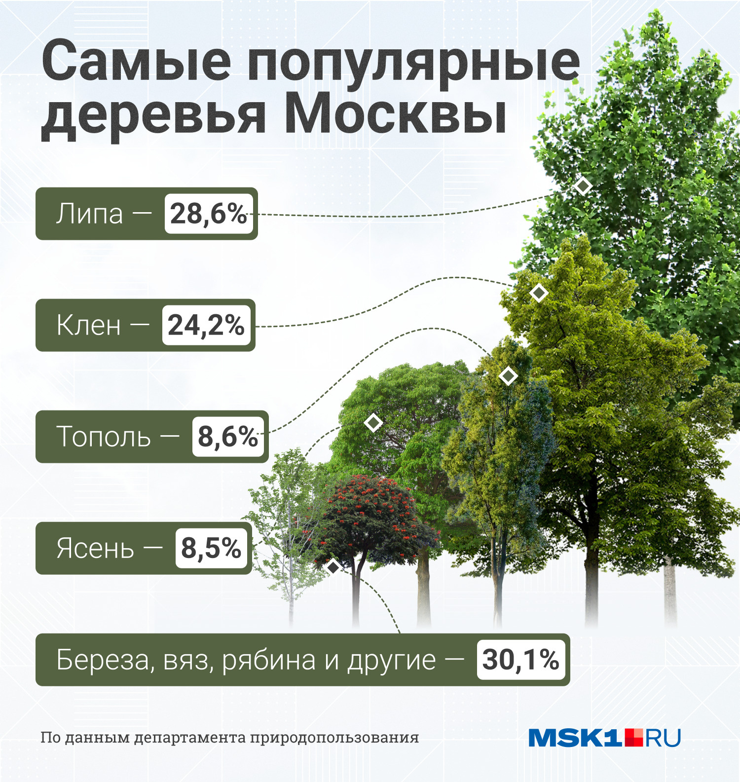 Липы и клены — самые популярные деревья в столице, вместе они занимают более 50% от общего числа деревьев внутри МКАДа