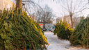 Где в Ростове принимают новогодние елки? Публикуем адреса
