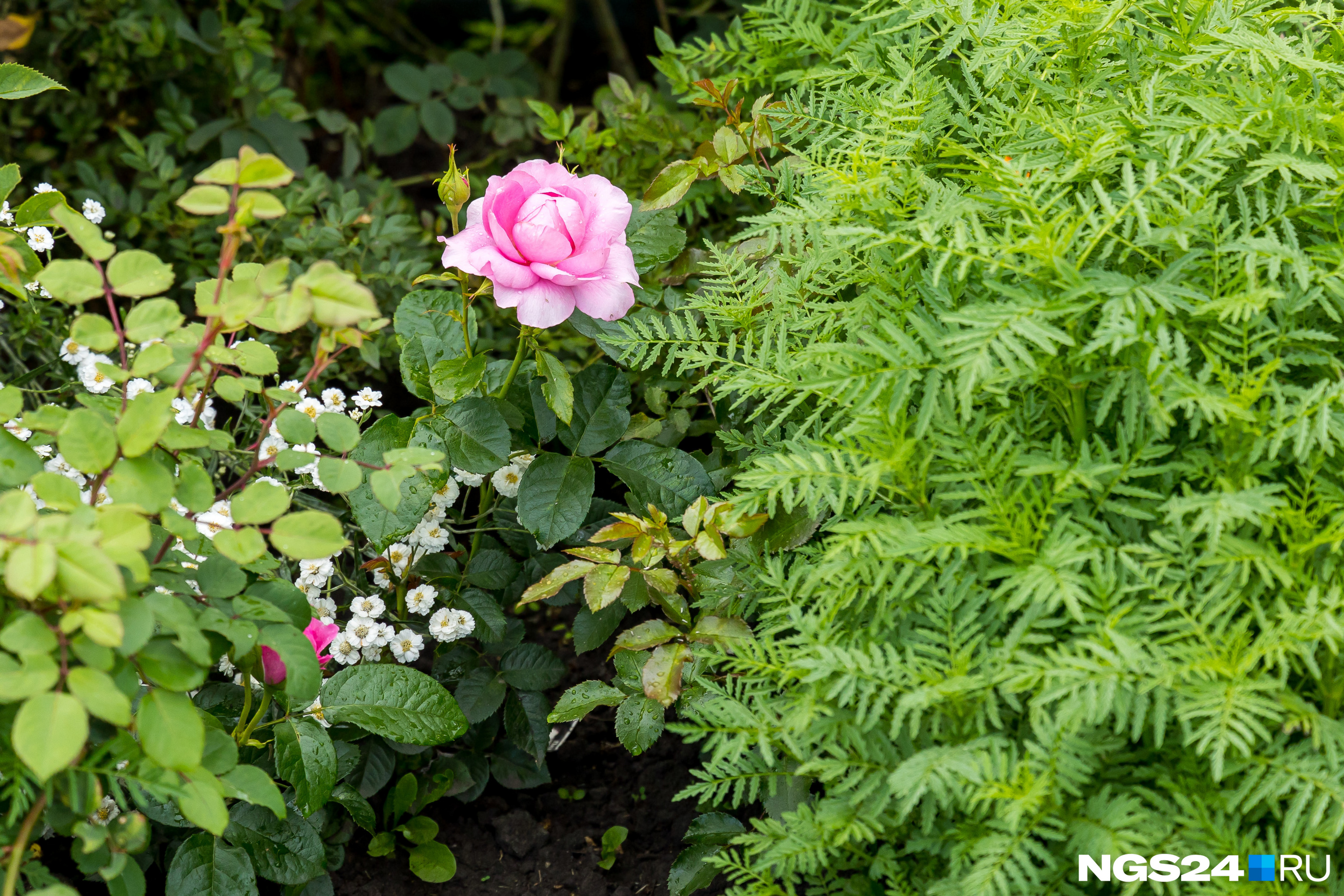 Пышные кусты бархатцев хорошо защитят молодые розы от неблагоприятных метеоусловий