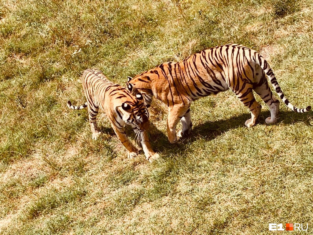 С котятами тигров можно сделать селфи