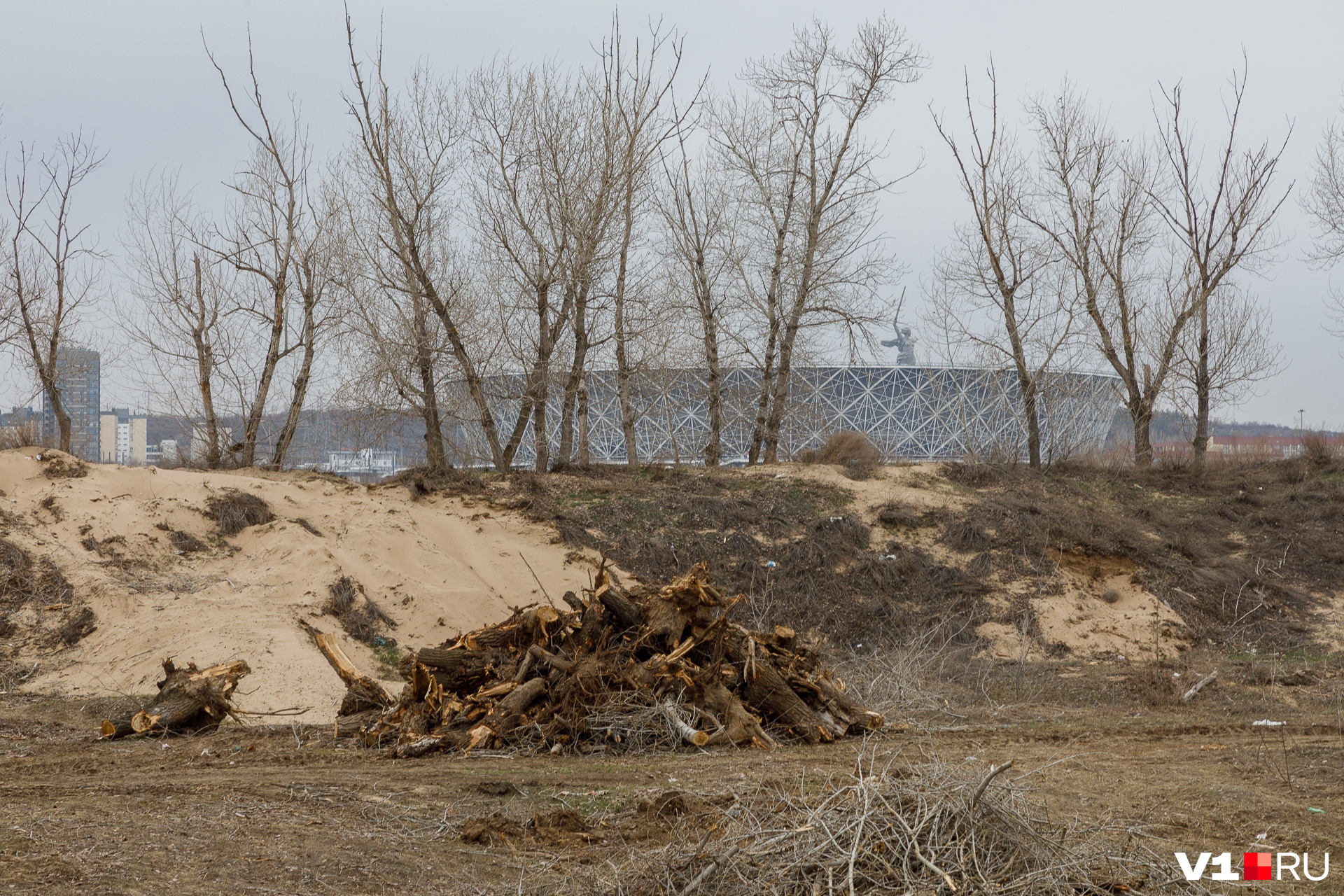 По словам чиновников, эксперты вырубку деревьев одобрили