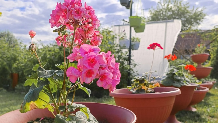 Обязательные работы в цветнике в июне — чек-лист важных дел, чтобы не погибли розы и пионы