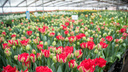Царство красоты: как выращивают тюльпаны к 8 Марта — показываем, какие из них пахнут как французские духи