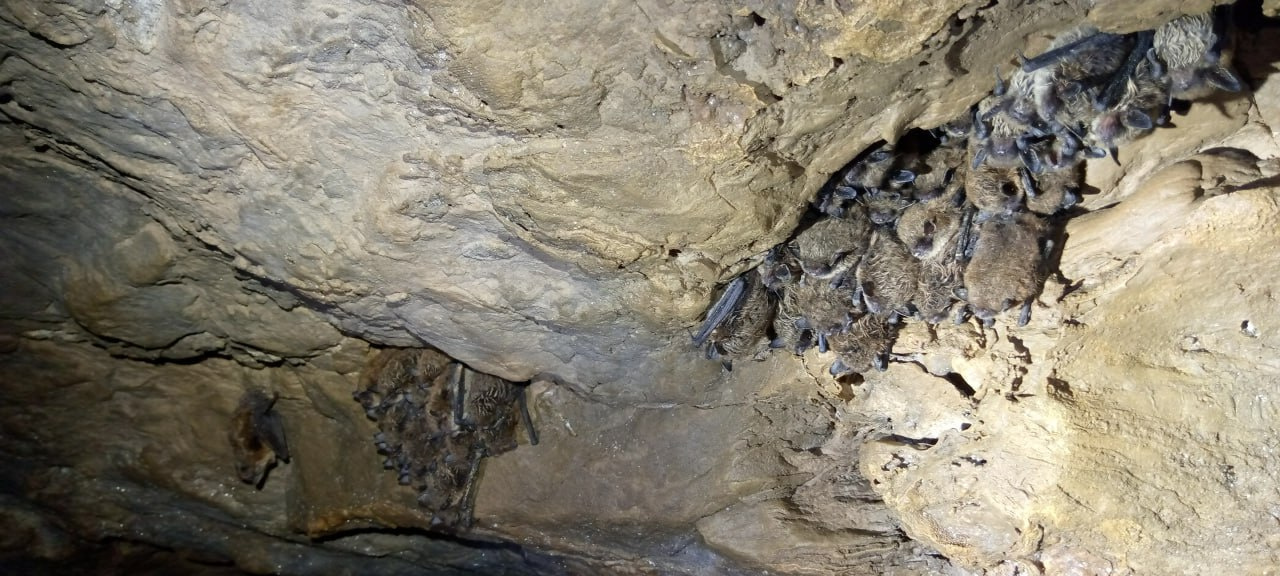 Летучие мыши притаились в сводах пещеры