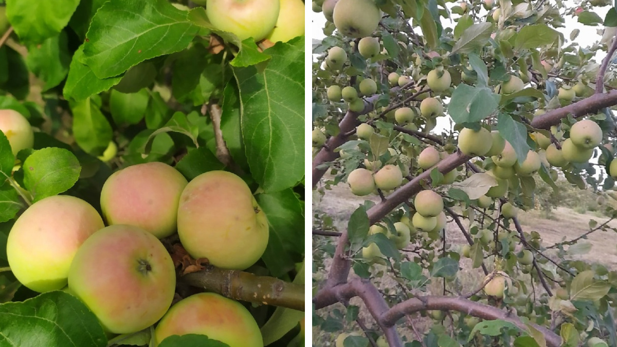 «Не успевают дозревать»: на острове Татышев красноярцы собрали все дикие плоды с яблонь и ранеток