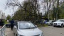 «Дорогу перекрыло, только в объезд»: в центре Ярославля дерево рухнуло на провода и машины