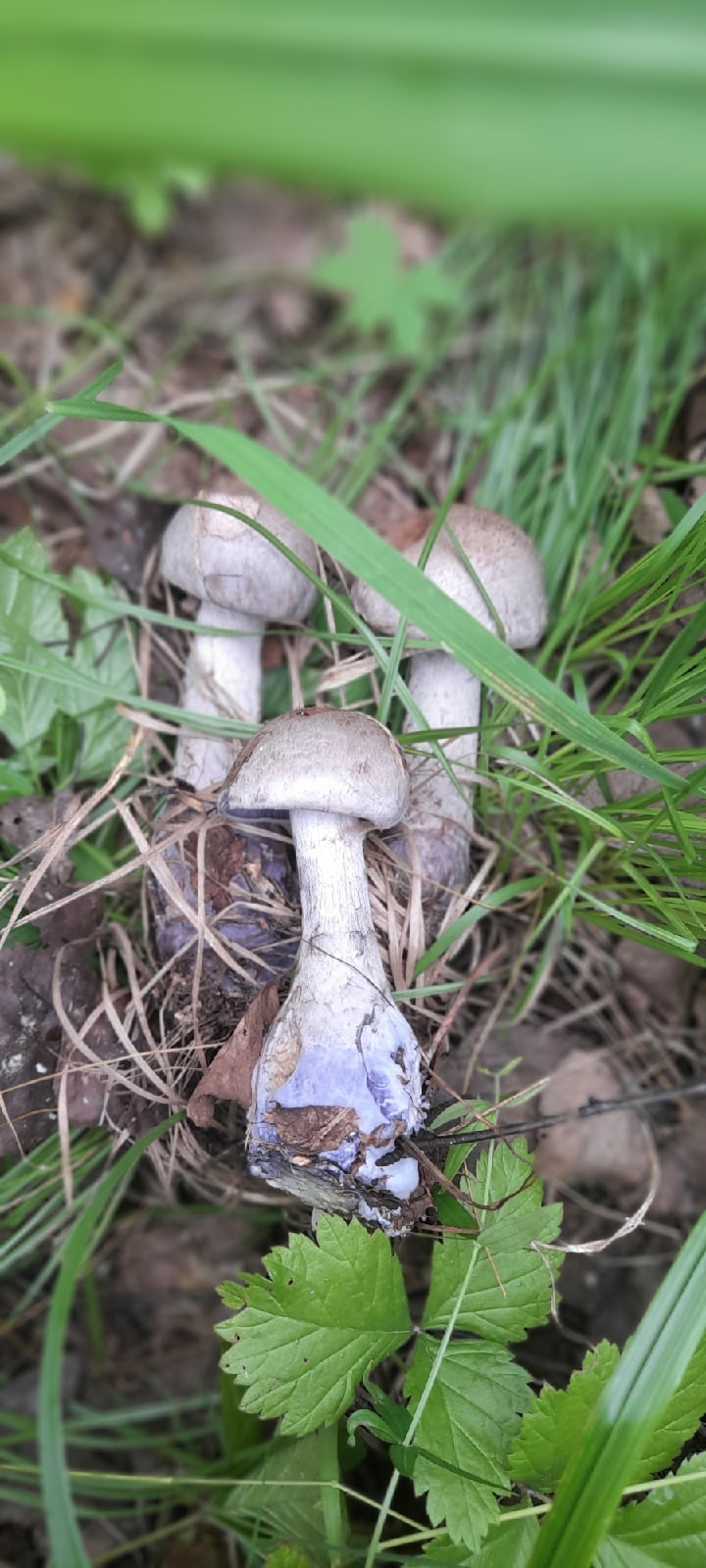 Такие грибы часто растут целыми семьями