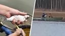 В уральский пруд запустили рыб для очистки воды, но за ценным видом тут же пришли рыбаки: видео