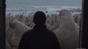 Фильм о биологе из Прикамья номинирован на «Оскар». Ученый живет на Чукотке, где изучает моржей и китов