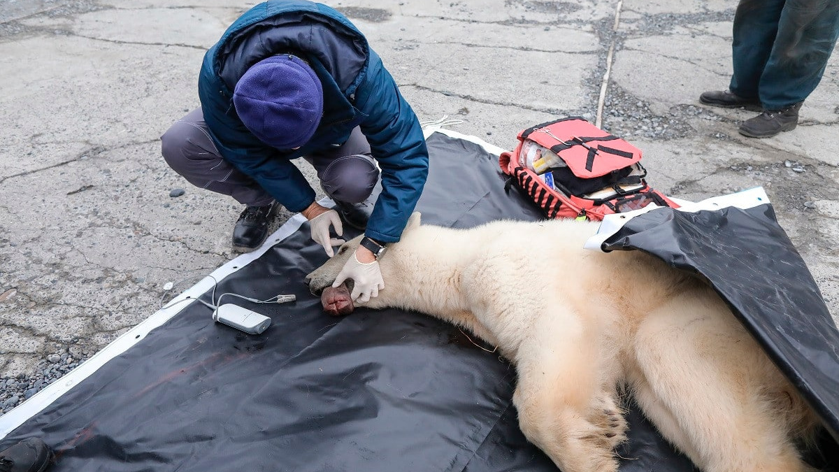 На севере Красноярского края опять спасают раненого белого медведя. И в этой истории есть какая-то тайна
