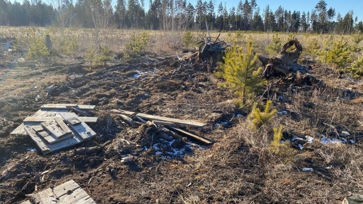 Виновных в уничтожении елок, которые садила экс-губернатор Жданова, не нашли