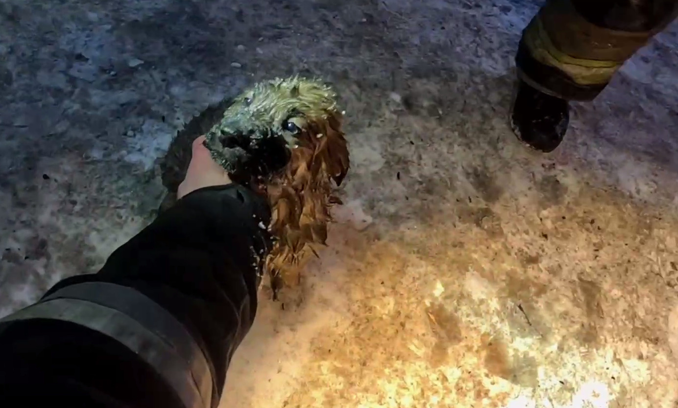 Екатеринбургские пожарные спасли щенка из эпицентра огня. Душераздирающее видео от первого лица