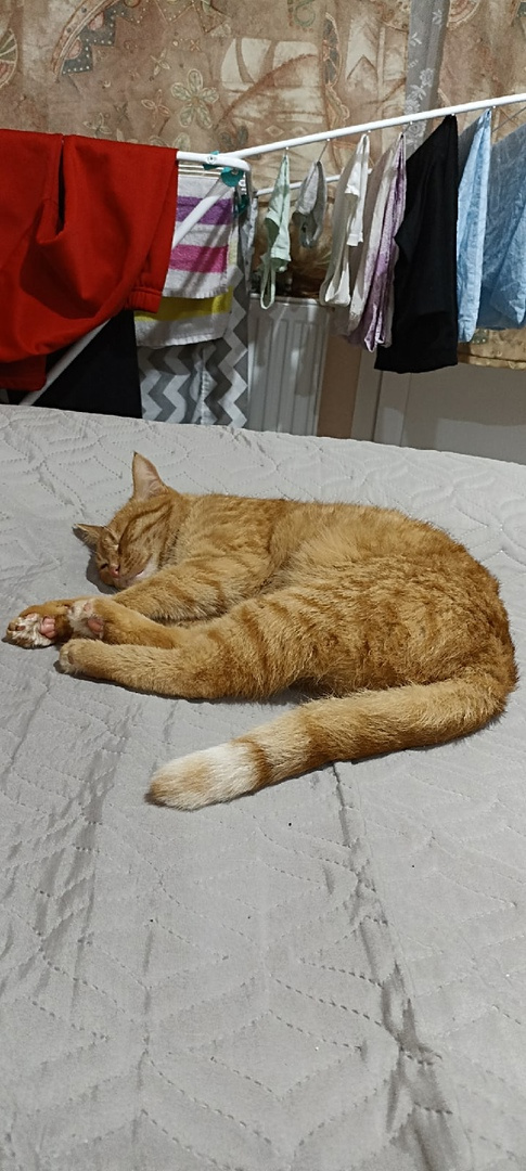 Ничто не мешает кошачьим снам Ничто не мешает кошачьим снам