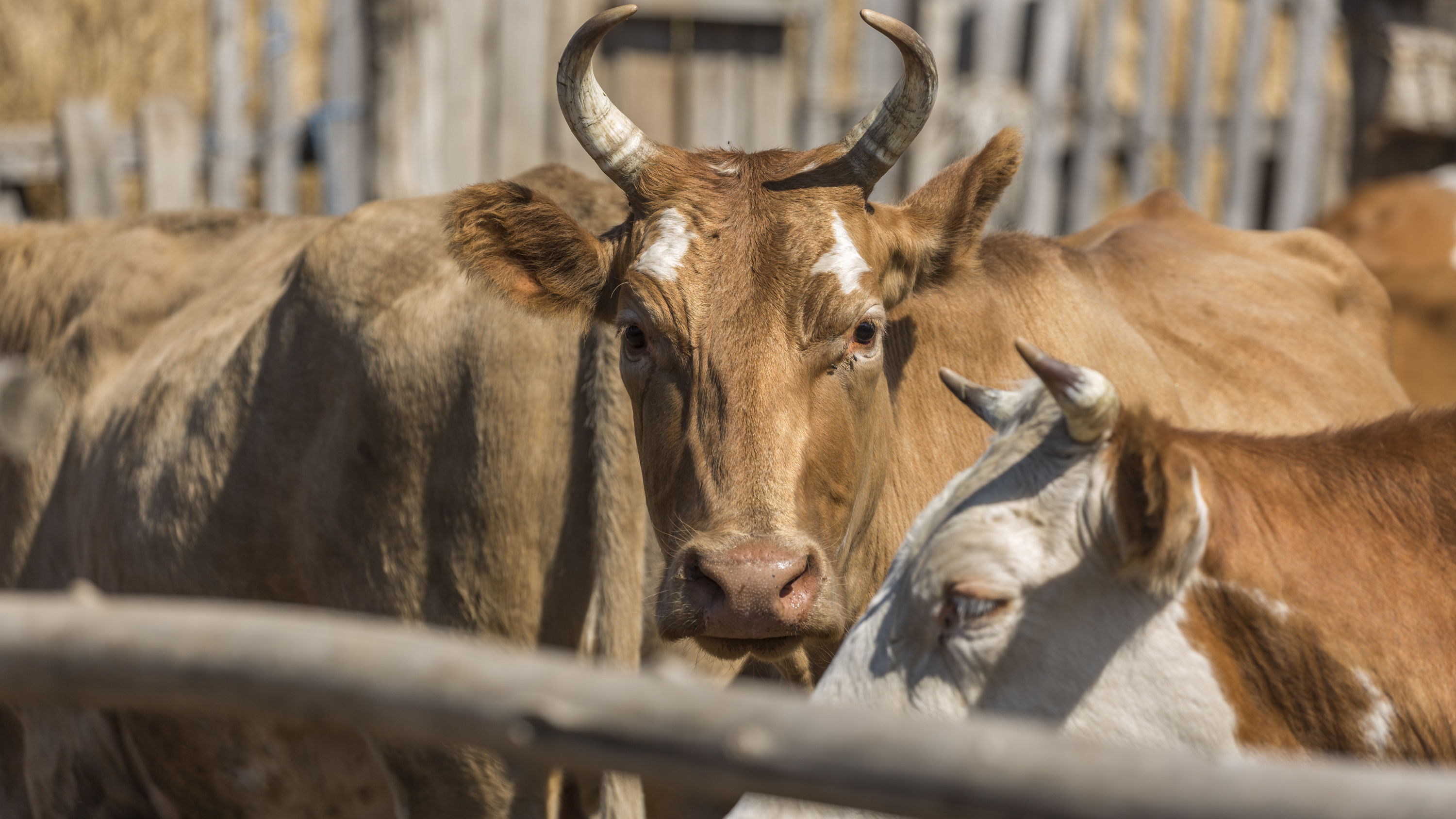 «Раздайте лучше в лизинг этих коров»: крестьянин из Волгограда высказался о борьбе за продовольственную безопасность страны