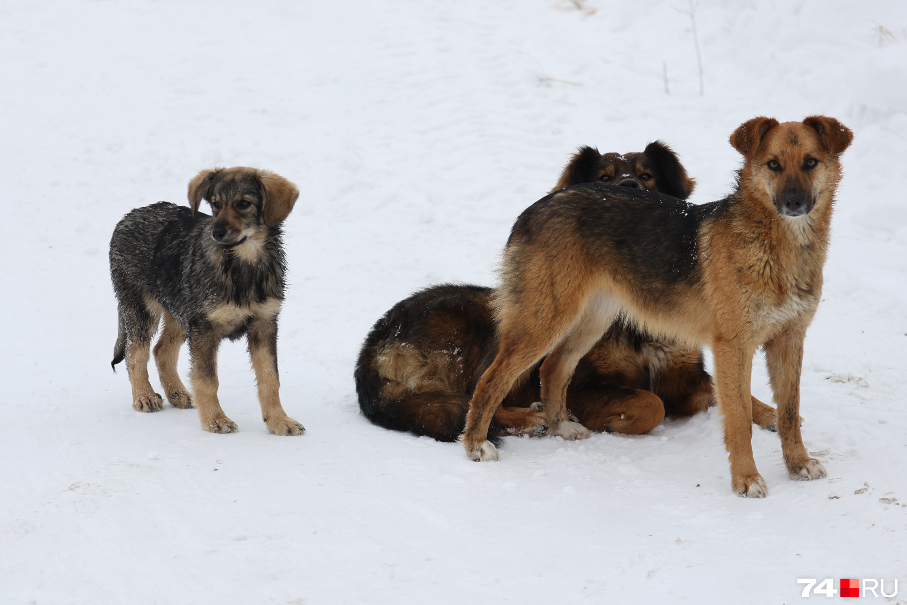 Стаи собак держат в страхе жителей Могочи в Забайкалье