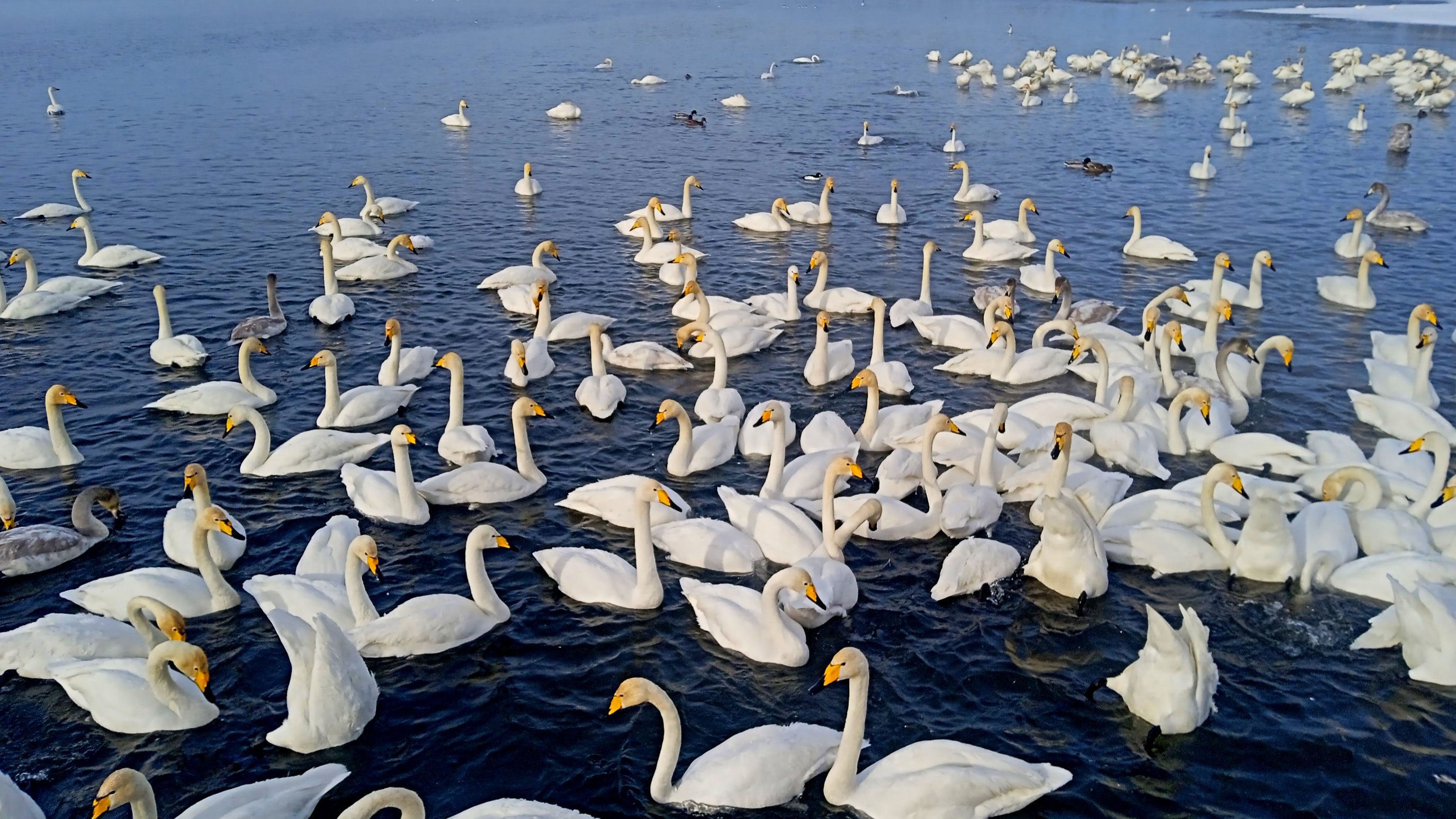 Едем к лебедям: фоторепортаж с уникального алтайского озера, куда прилетают белые птицы с севера