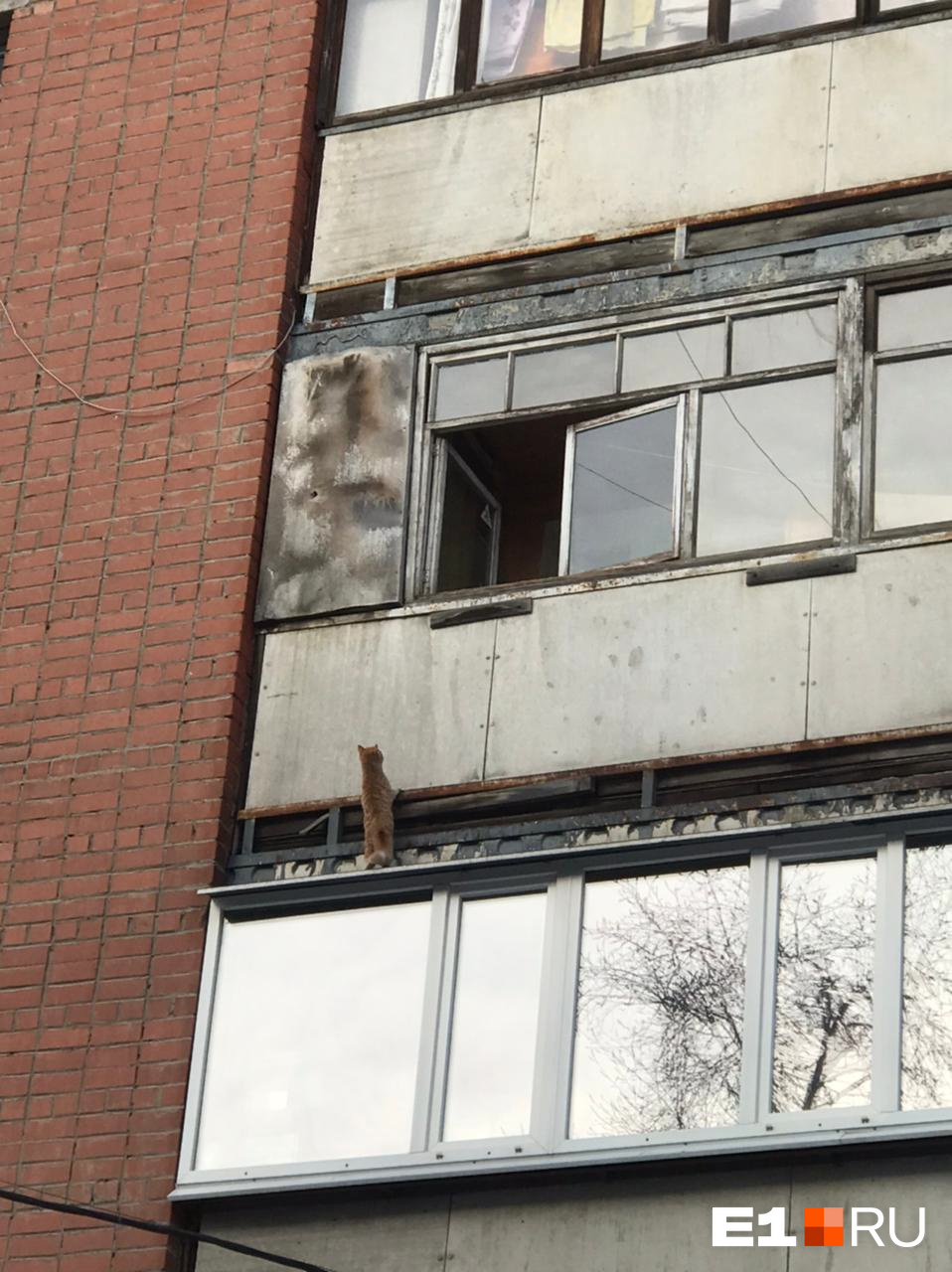 В Екатеринбурге бабушка чуть не разбилась, когда спасала кошку с третьего этажа: видео