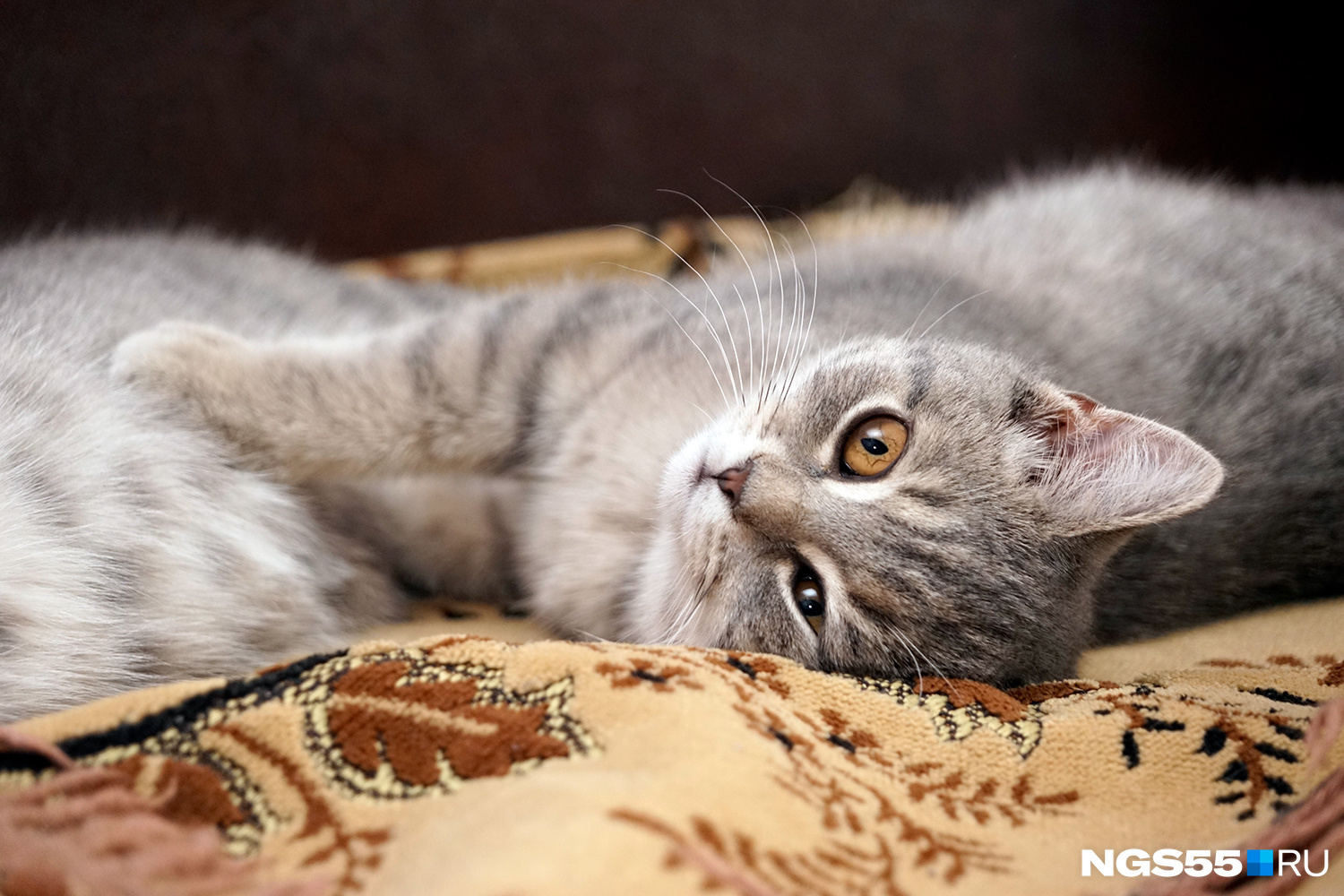 А вот психологи считают, что котики, лежащие рядышком, создают ощущение уюта и комфорта