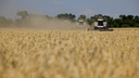 Ростовская область поставит рекорд по урожаю пшеницы. С чем это связано?