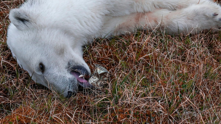 Сильно голодают: специалист рассказал, почему белые медведи стали часто выходить к людям на севере Красноярского края