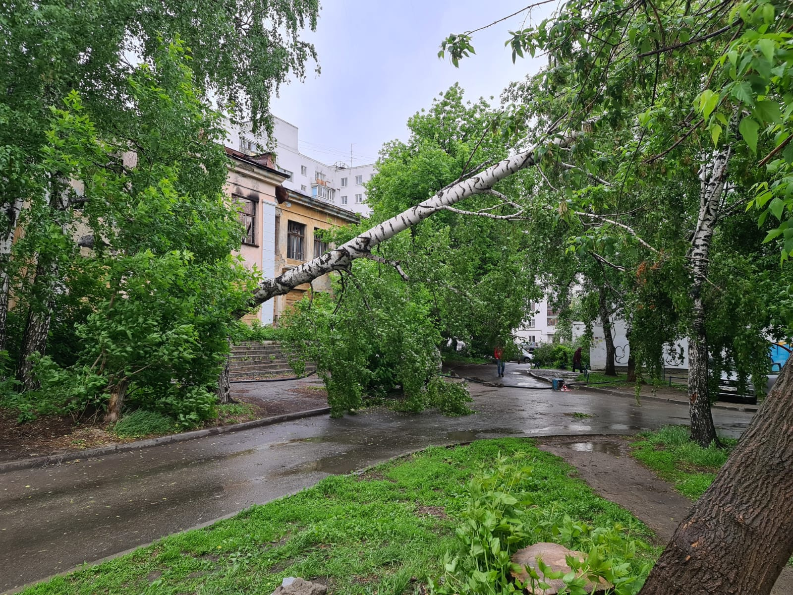 Между домами на улице Мичурина в Екатеринбурге ветер повалил дерево