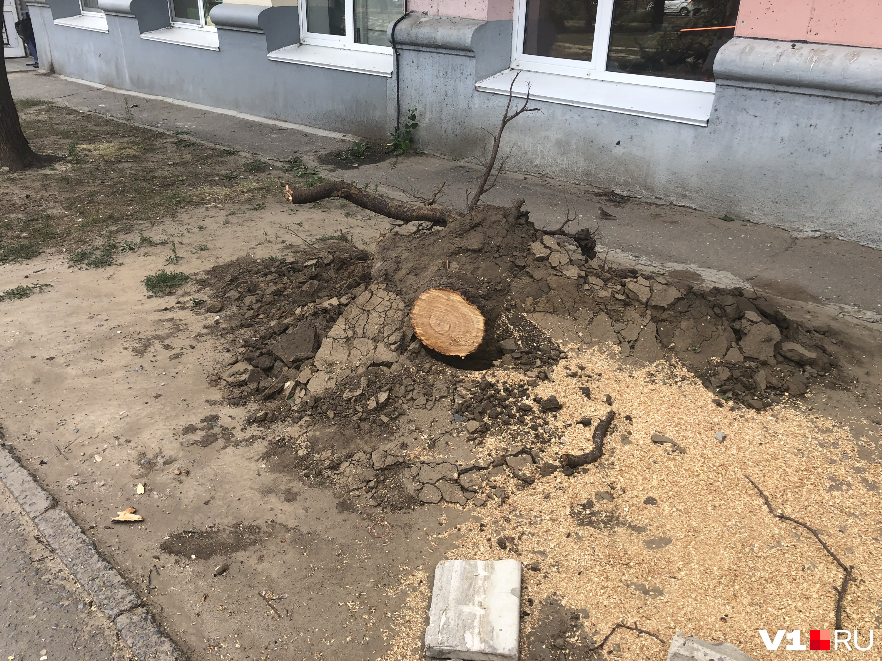 Выкорчевывать пень пока никто не собирается Выкорчевывать пень пока никто не собирается