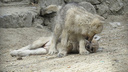 Гудзонские волчата устроили игры на глазах посетителей — очень милое видео