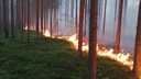 В пяти районах Поморья продлили противопожарный режим: жителям нельзя ходить в лес