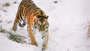 «Тигр любит комфорт и роскошь»: как и в чём лучше встретить Новый год