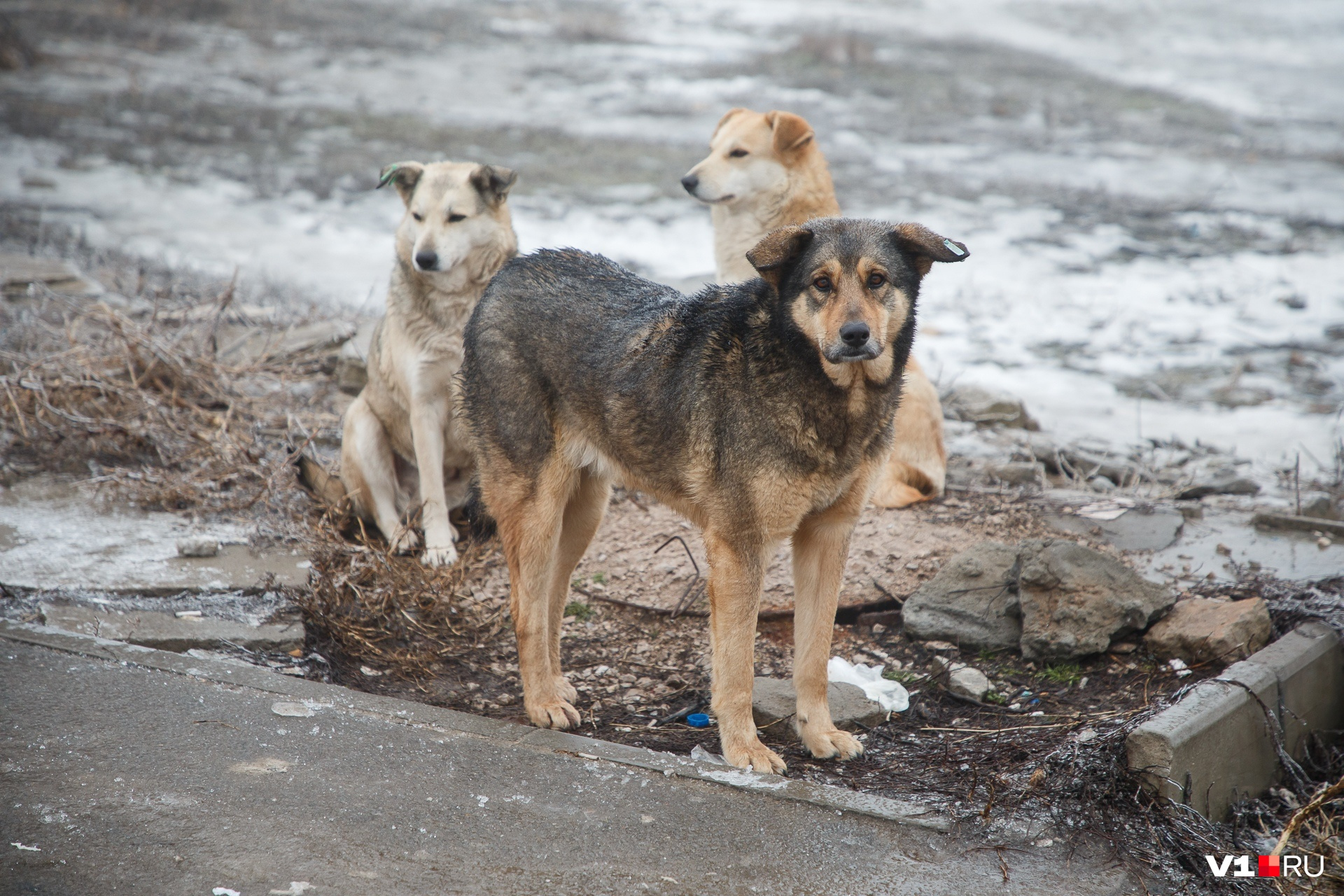 Отлов, вакцинация и стерилизация собаки в среднем обходится в 11–12 тысяч рублей
