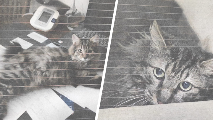 Красноярский суд арестовал кота. Об этом попросила его владелица