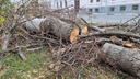В Самарской области хотят изменить наказание за вырубку деревьев без разрешения