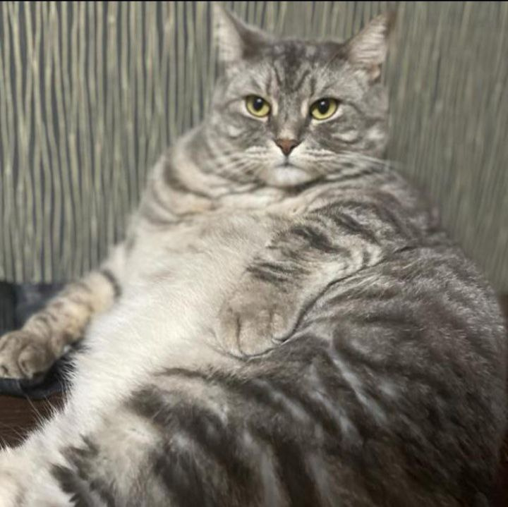 Кот Сэм Кот Сэм