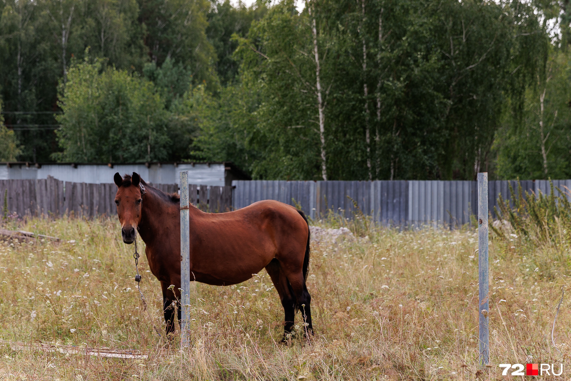 Красивая лошадка обедает травой и позирует для нас. Она даже разрешила себя погладить