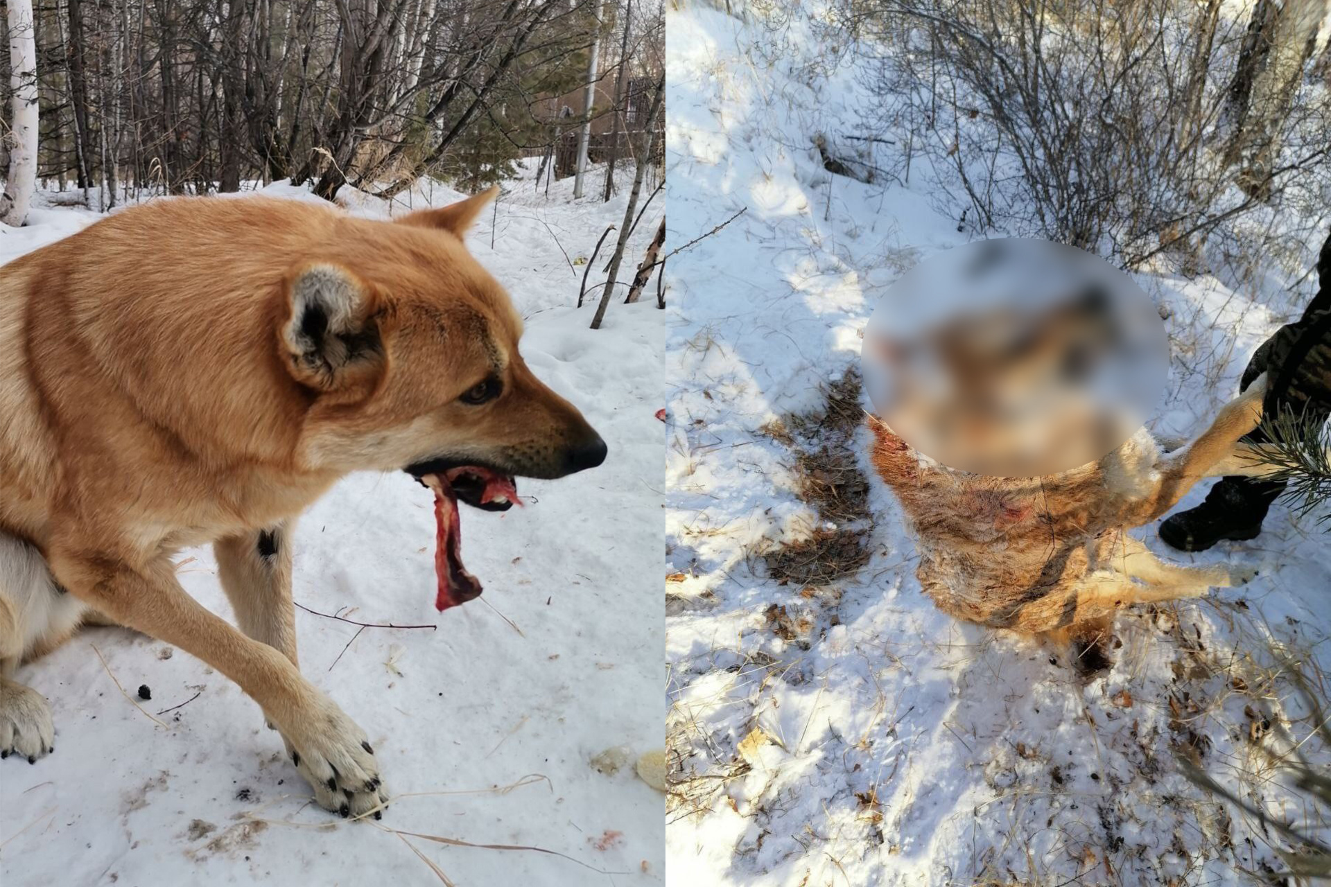 Чипированных собак убили на Высокогорье в Чите