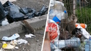 «Чуть не обгадилась от испуга!» Двор в центре Екатеринбурга атакуют невероятно жирные крысы: видео