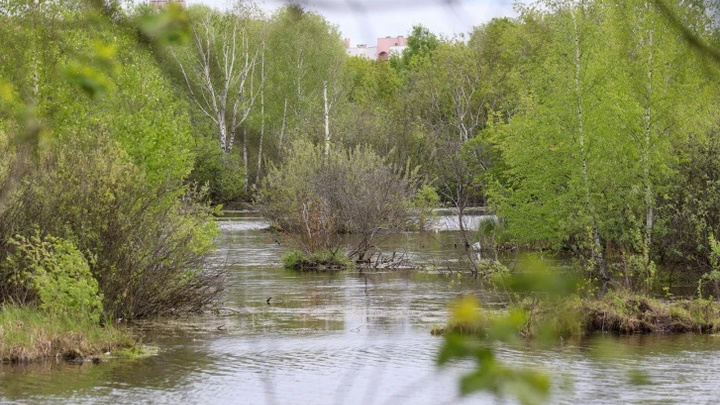 «Это был другой Парк Победы»: в Минэкологии опровергли замор рыбы в казанском озере